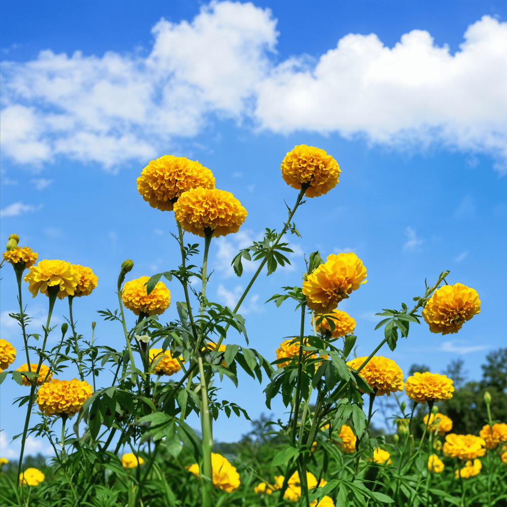 7 Bold New Year Flowers to Kickstart 2025 7 Bright yellow marigold flowers standing under a clear blue sky, in a lush green field.